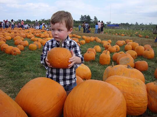 Pumpkin Picker toddler in pumpkin patch